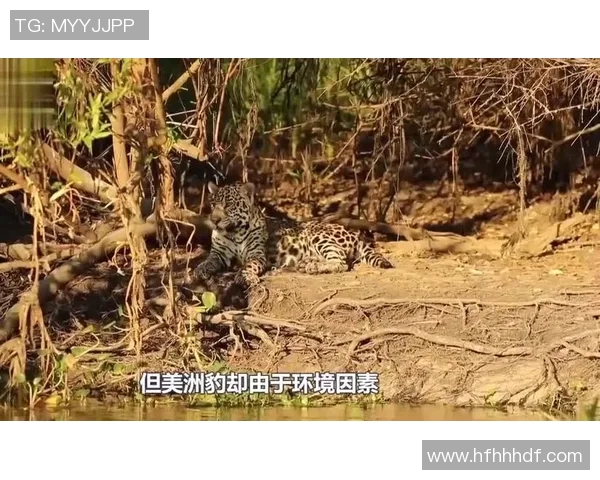 乌鸦与美洲虎的智慧与力量之争谁能在自然界中胜出